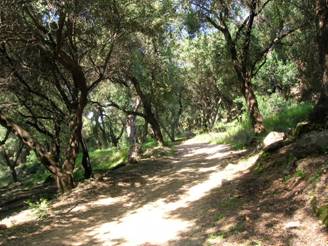 Olive grove on Corfu
